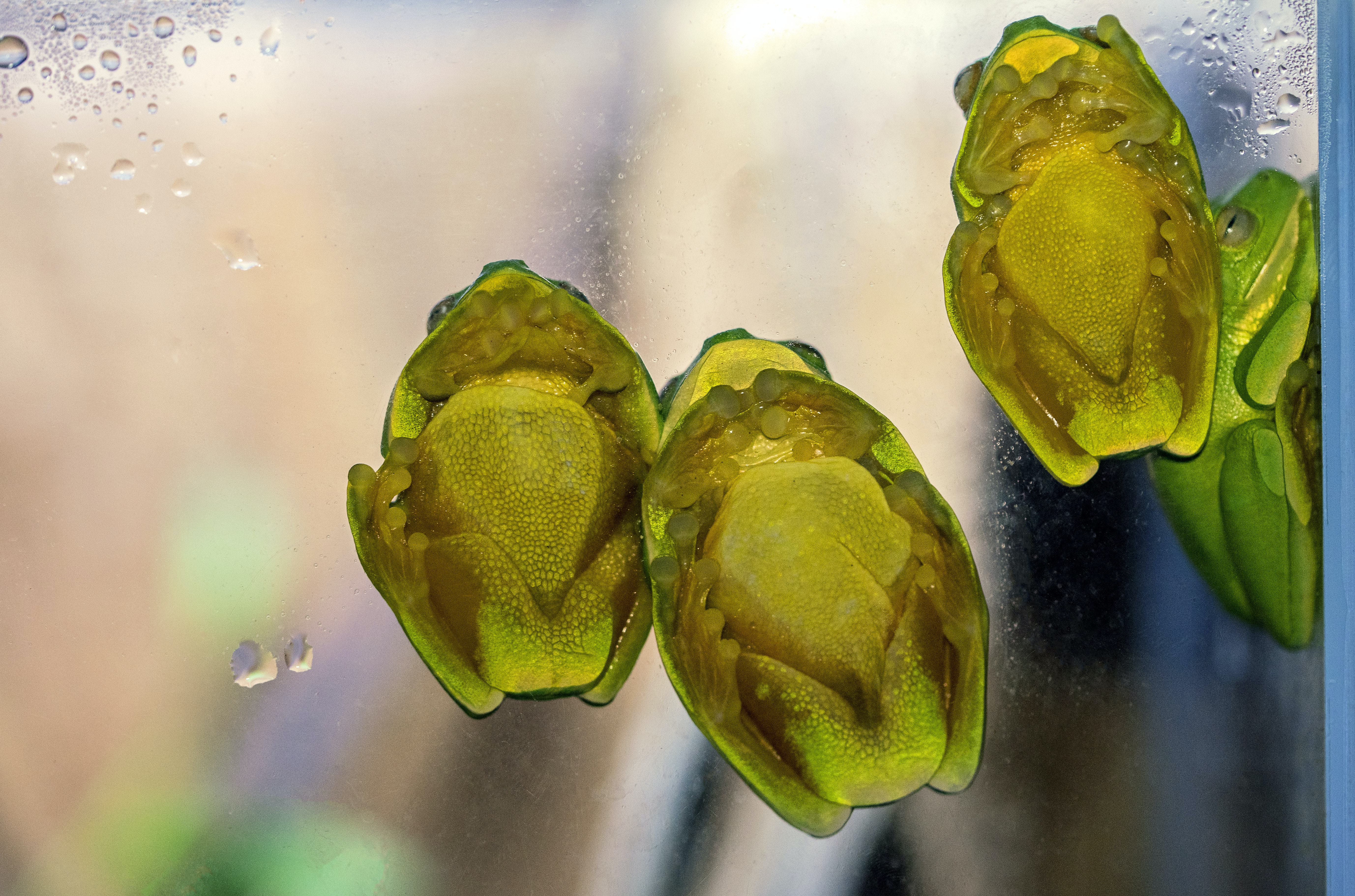 Photo of translucent green frogs a pane of glass.