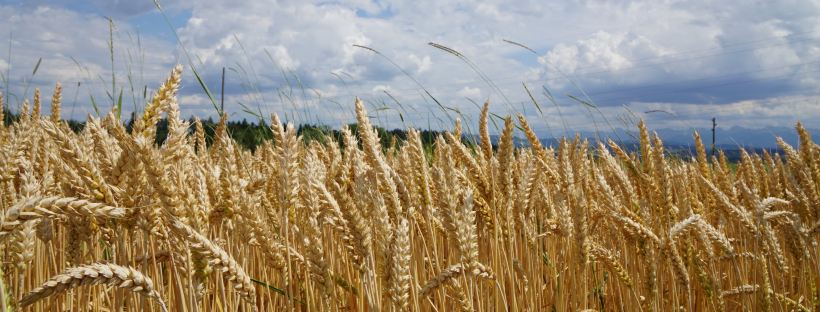 Photo of a wheat field under a blue sky with white clouds