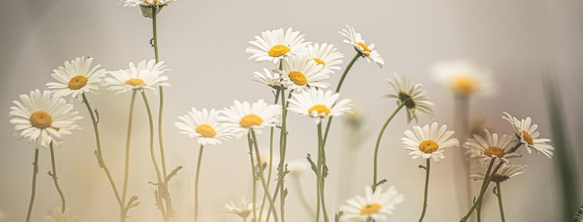 Photo of many daisies with white petals, yellow centres and green stalks