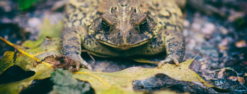 Photo of a green and brown toad laying down flat with green leaves in front of them.