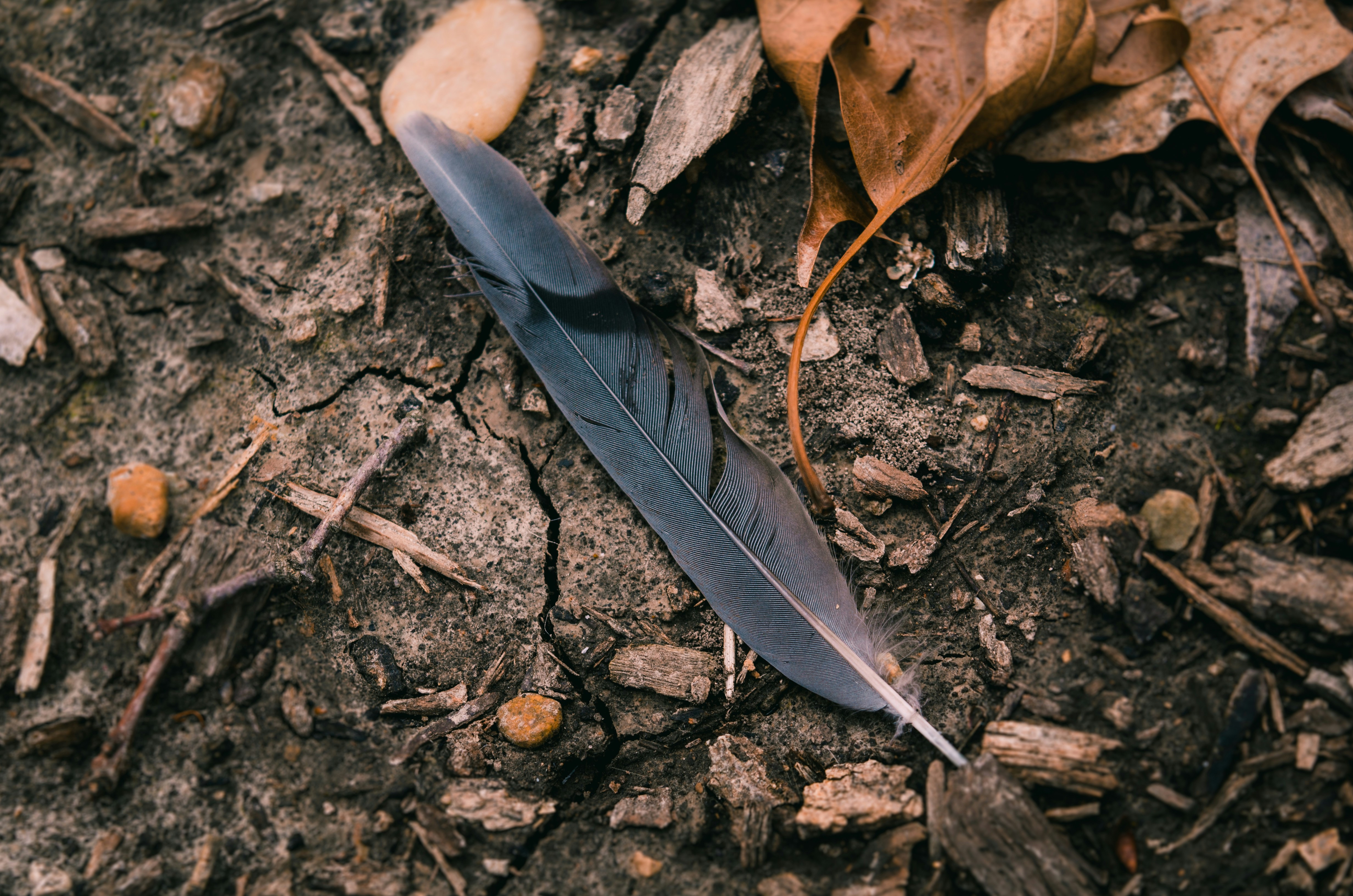Photo of a black bird feather resting on cracked dirt ground, surrounded by rocks, twigs and leaves.