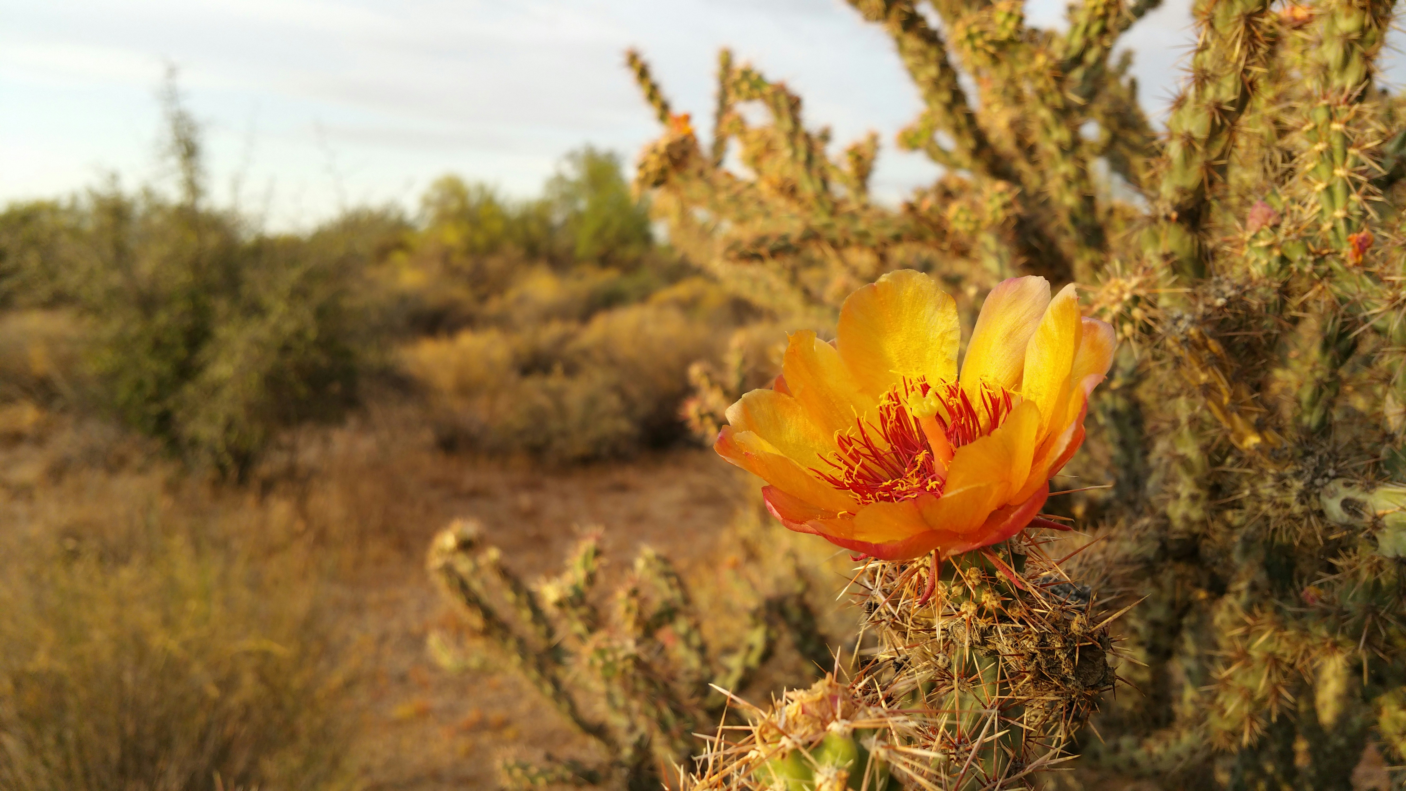 Photo of a cactus in the desert, blooming with a yellow and red flower.