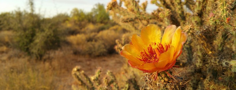 Photo of a cactus in the desert, blooming with a yellow and red flower.